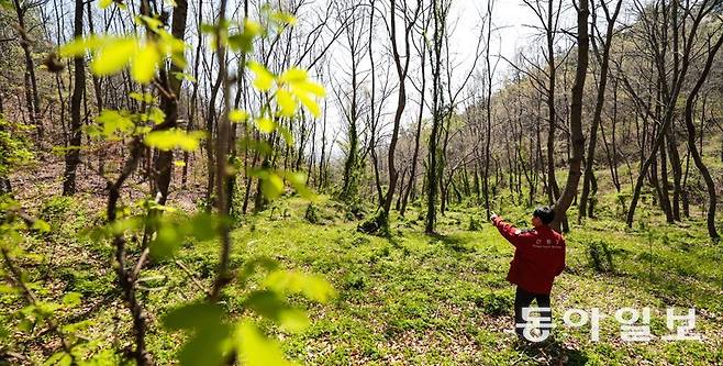 3일 충남 부여군 초촌면 응평리 망월산 일대에 탄소 흡수율이 높은 백합나무와 상수리나무가 연둣빛 싹을 틔웠다. 이 숲은 2006년까지 소나무 같은 침엽수 등 5217그루가 자라던 곳이다. 산림청은 숲 생태계 다양화를 위해 수종갱신을 했고 탄소 흡수량은 이전보다 2배 이상 올랐다. 부여=박형기 기자 oneshot@donga.com