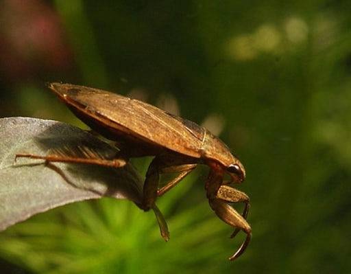 ▲ 수서곤충 물자라