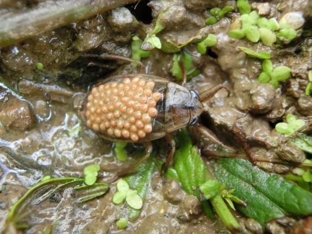 ▲ 알을 등에 업고 생활하는 물자라 수컷