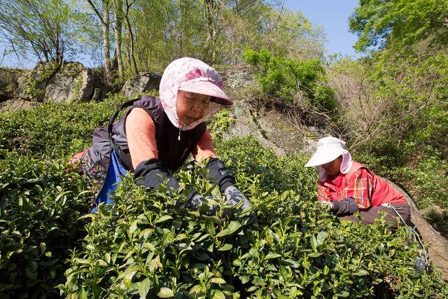 경남 하동 차밭에서 차를 따는 농민들. 농민신문DB