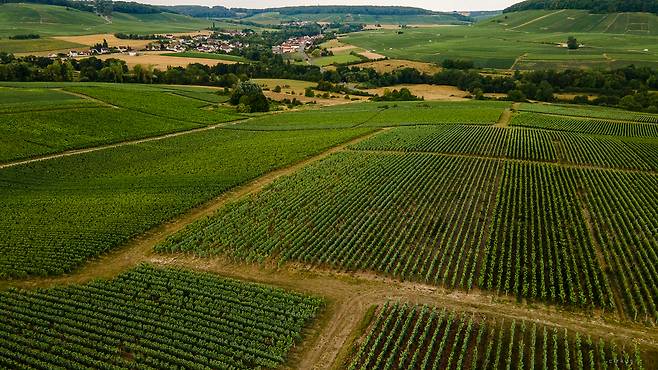 프랑시스 오르방 포도밭 전경. 홈페이지