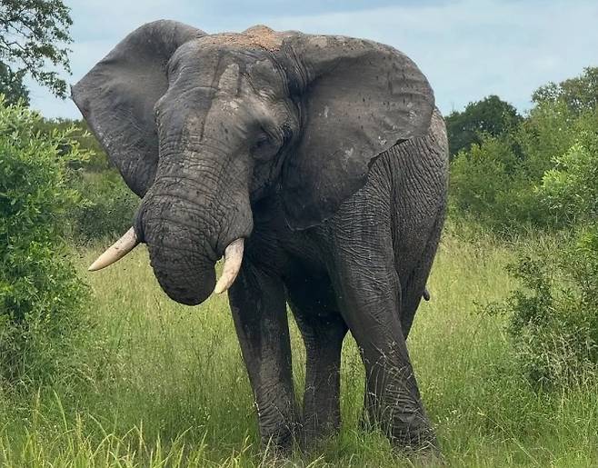 남아공 클라세리 프라이빗 자연보호구역에서 촬영된 코끼리. 게리 프리먼 인스타그램