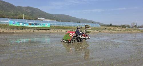 양구지역 올해 첫 모내기가 21일 양구읍 학조리 박봉화 씨 농가 논 3,778㎡에서 시작됐다.