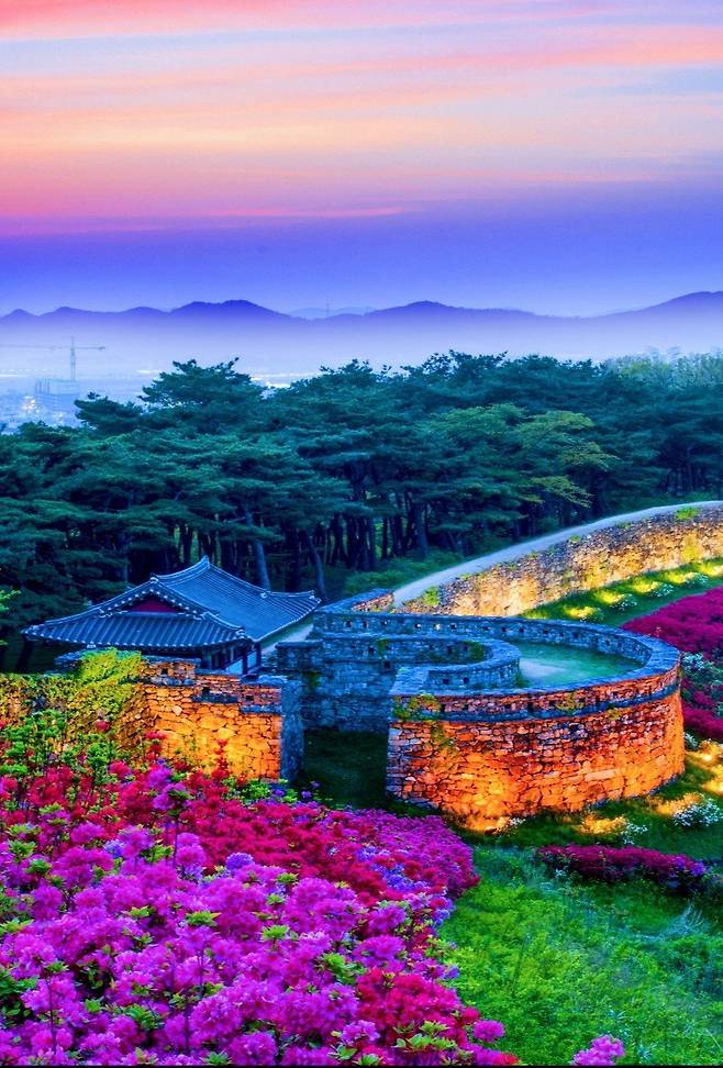 전북 고창군 고창읍 고창읍성이 철쭉으로 둘러싸여 있다. 이 성은 1453년 왜구 침입을 막기 위해 백성들이 힘을 모아 만들었다. 고창군 제공