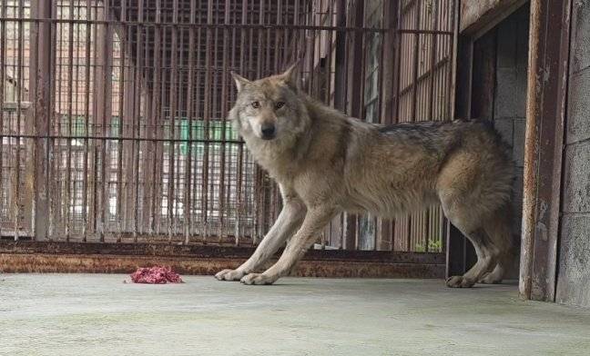 4월 20일, 먹이를 급여 받고 있는 늑구의 모습. 오월드 제공