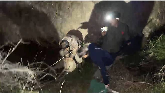 지난 17일 새벽 안영아이시(IC) 근처 유등천변 수로에서 늑구가 구조될 당시 현장 모습. 마취총을 맞고 수로에서 쓰러진 늑구의 익사를 막기 위해 최진호 야생생물협회 전무이사가 재빨리 늑구의 머리를 들어 올리고 있다. 대전시 제공