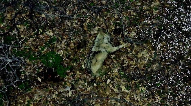 늑구는 가출 엿새째되던 지난 13일 밤부터 다음 날 새벽까지 무수천하마을 안 삼각섬 모양의 야산에 머물며 졸다 깨다를 반복했다. 구조대는 늑구가 완전히 잠들 때를 기다리며 밤새 드론카메라로 녀석을 지켜봤다. 당시 드론카메라에 찍힌 졸고 있는 늑구의 모습. 그 옆에 벚꽃나무도 보인다. 대전시 제공