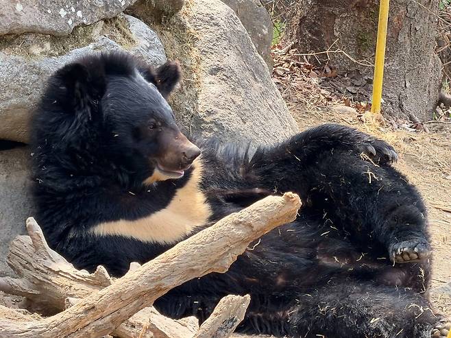 2020년 러시아에서 들여온 이후 지리산 생태학습장에 살고 있는 반달가슴곰. 천권필 기자