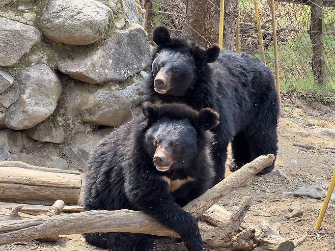 Asiatic black bears at Mount Jiri education center [CHON KWON-PIL]