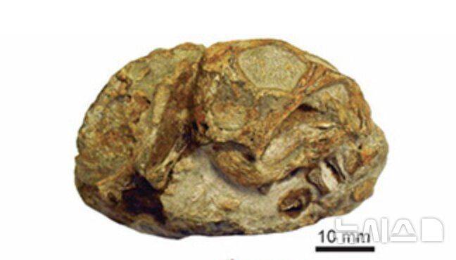 [서울=뉴시스]리스트로사우르스 배아의 화석 (사진출처: 비트바테르스란트대 홈페이지)2026.04.20.