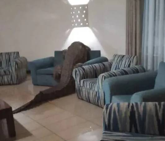 식당 소파에 올라탄 악어 [출처=A'Zambezi River Lodge 페이스북]