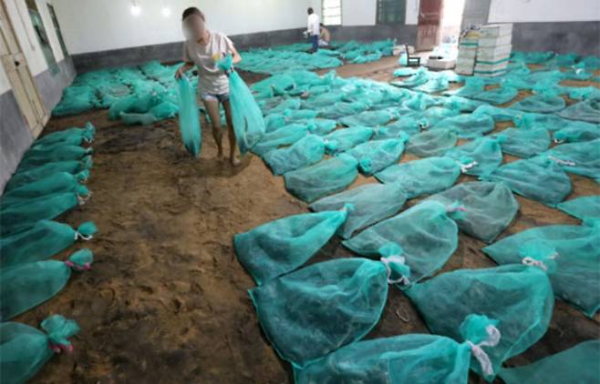 파충류들이 자루에 묶인 채 모래가 깔린 바닥 위에 그대로 놓여 있다. 홍콩 'SCMP' 캡처