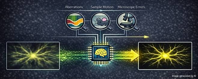 광학 수차와 생체의 움직임, 장비 오차를 통합 보정하는 프레임워크를 사용한 이미지 비교. 왼쪽이 원본, 오른쪽이 AI로 보정한 이미지.  카이스트 제공