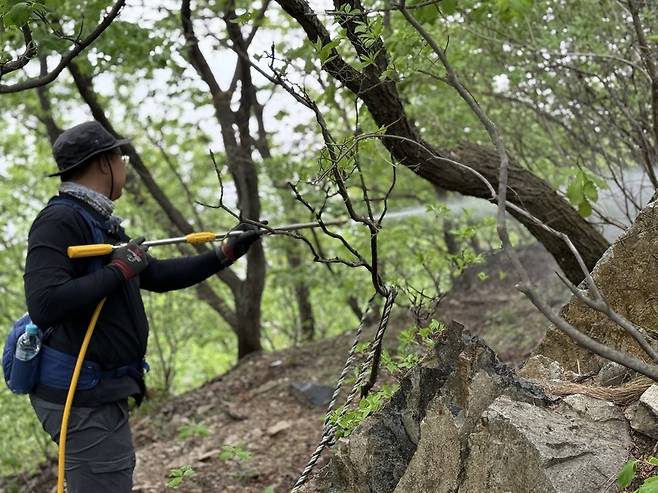 ▲ 김동건 삼육대학교 교수가 계양산 정상부에서 미생물 제제 BTI를 살포하고 있다. /김소연 수습기자 kimsoyeon330@incheonilbo.com