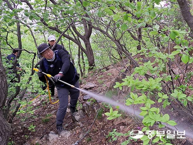 22일 김동건 삼육대학교 교양교육원 교수가 러브버그 유충 미생물제제를 살포하고 있다. 김 교수는 이번 현장 실증실험의 책임교수다. 심형식 기자