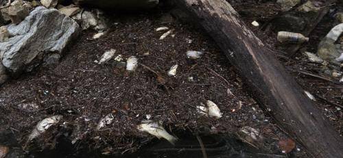 ◇인제군 남면 소양호 상류 일원에서 붕어류가 집단 폐사해 내수면 어업인들의 손실이 막심하다. 사진은 호수 부유물에 썩인 붕어 폐사체 모습.