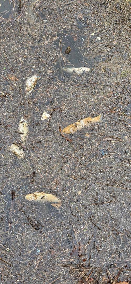 인제군 남면 소양호 상류 일원에서 붕어류가 집단 폐사해 내수면 어업인들의 손실이 막심하다. 사진은 호수 부유물에 썩인 붕어 폐사체 모습.