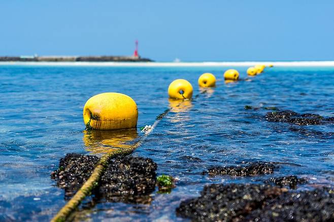 전 세계 해조류는 연간 1억 7,500만 톤의 이산화탄소를 흡수하는 것으로 추정된다. 사진은 독자 이해를 돕기 위한 이미지. (기사 클립아트코리아)/뉴스펭귄