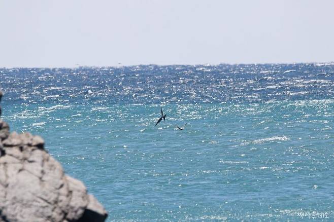 대왕암해변 바위근처를 나는 군함조.[사진 제공=울산시]