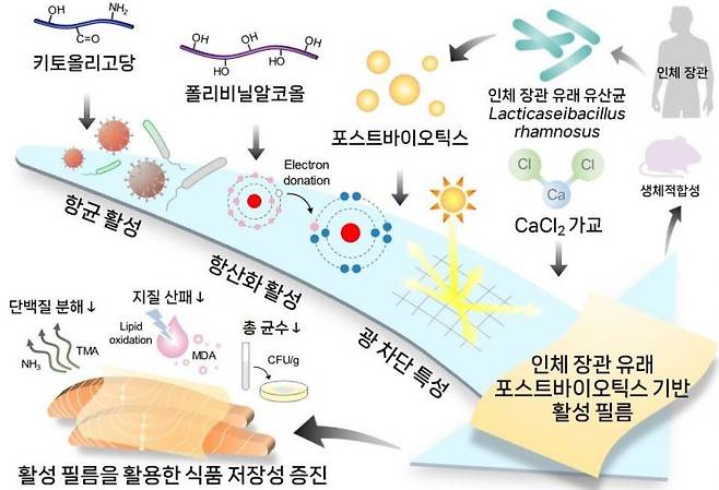 인체 장관 유래 유산균 대사산물 활용 식품 포장용 활성 필름 개발(연구 내용 표현 이미지).