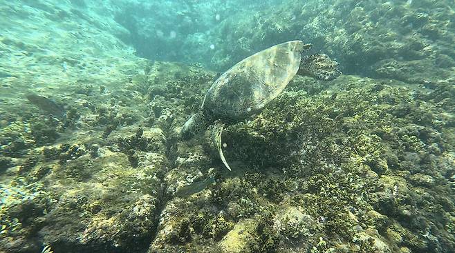 해조류로 뒤덮인 바위에서 리무를 뜯어먹는 바다거북이. 2024년 6월 오하우 섬. 리처드 하마사키 제공