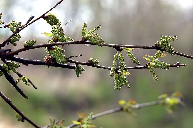 고덕수변생태공원의 뽕나무. 고덕동 생태·경관보전지역에서는 식물 512종의 서식이 확인됐다.