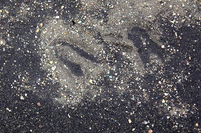 고덕수변생태공원 산책로에 남은 고라니 발자국.