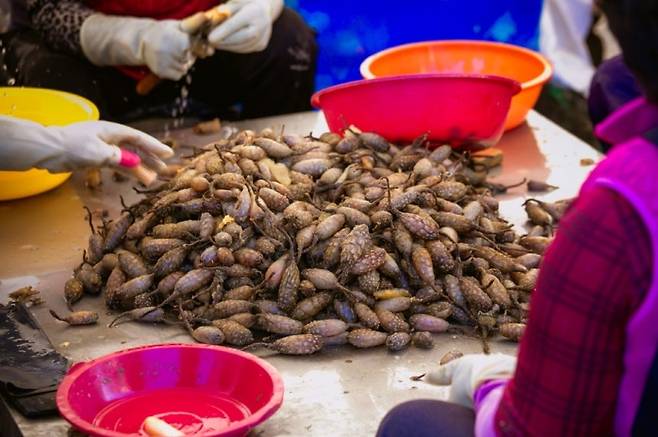 창원 진동 미더덕 [창원시 제공]