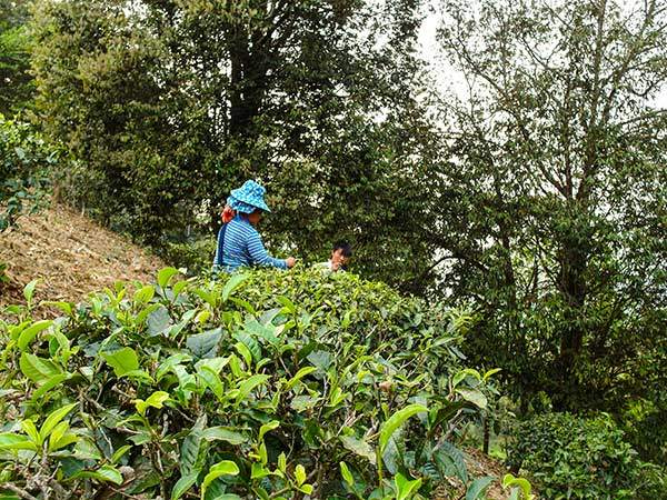 왜화된 고차수에서 찻잎을 채취하는 이족 원주민.