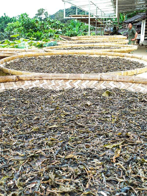 정통 보이차는 반드시 태양 아래 말리는 과정을 거친다.