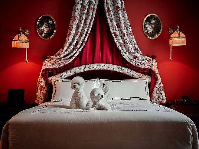 레스케이프 호텔 ‘펫 패키지’ 객실 전경. 반려견 전용 침구와 함께 반려동물 동반 투숙이 가능한 공간으로 구성됐다. 사진 제공=조선호텔앤리조트