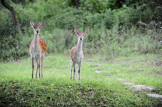 광명 옥길동 사슴 탈출 사슴농장 5마리 수색 | 늑구가 부러웠나?