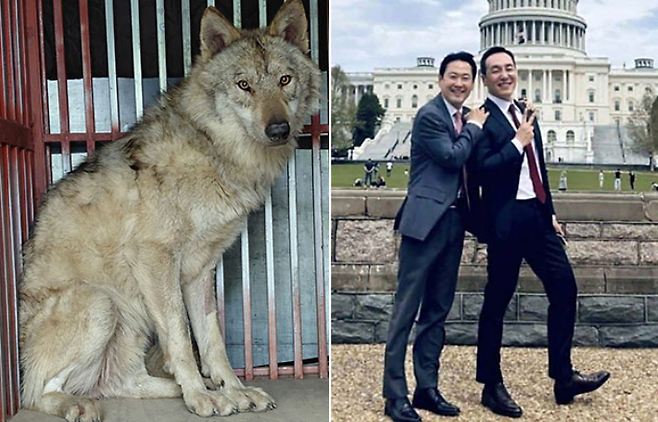 포획된 늑구(왼쪽). 장동혁 국민의힘 대표와 김민수 최고위원. 대전오월드 제공·김종혁 국민의힘 전 최고위원 페이스북.