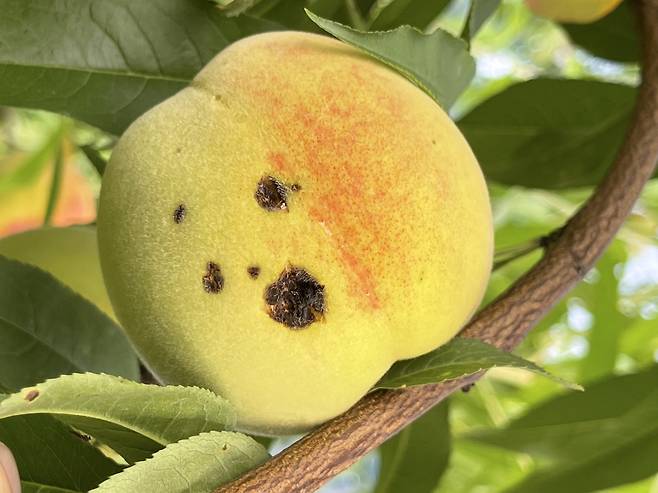 세균구멍병 걸린 복숭아 [농진청 제공. 재판매 및 DB 금지]