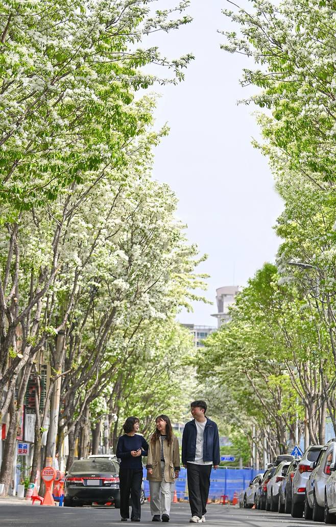 23일 오전 대구 남구 봉덕로에 눈송이처럼 이팝나무꽃이 만개해 지나가는 시민들의 눈길을 사로잡고 있다. /대구 남구 제공