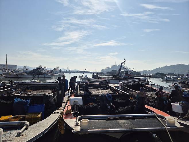 해남군 물김 생산 장면. /사진=해남군