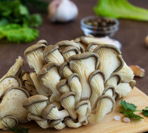 요리를 앞둔 느타리버섯(Oyster mushroom). 버섯류가 콩팥 결석까지 막아준다는 연구 결과가 나왔다.  버섯 속 특정 성분(L-에르고티오네인)은 탁월한 항산화 및 세포 보호 능력을 자랑한다. 버섯은 피부 노화 방지, 뇌 건강 증진, 만성병 예방에도 좋다. 인공재배가 안 되는 포치니버섯(그물버섯), 서양송로버섯(트러플), 송이버섯 등은 값이 비싸다. 느타리버섯이 가성비가 높다. 사진=게티이미지뱅크
