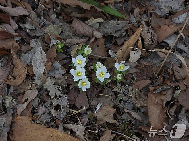 소백산 비로봉과 연화봉 일대에서 세계 최대 규모의 군락지를 형성하고 있는 '모데미풀'(소백산 국립공원 제공. 재판매 및 DB금지)