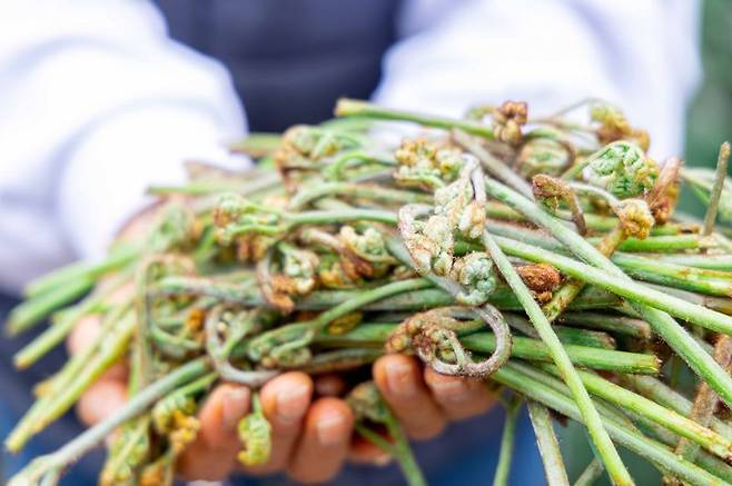 제주 고사리 연합뉴스