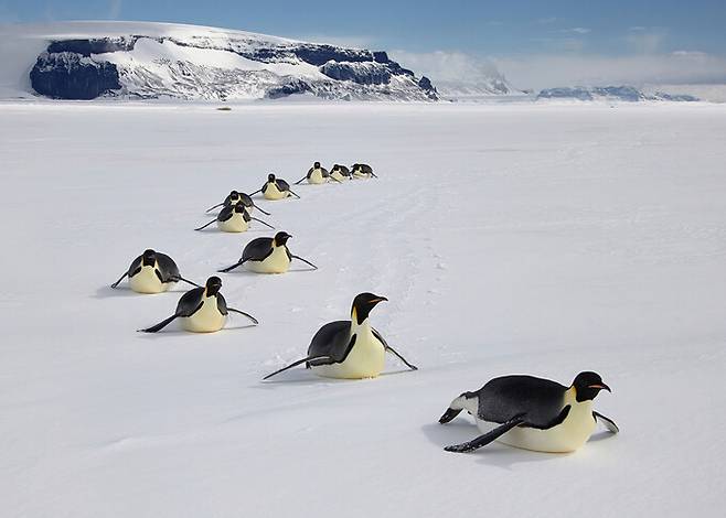 해빙에서 이동 중인 황제펭귄 무리. Aflo/세계자연기금 제공
