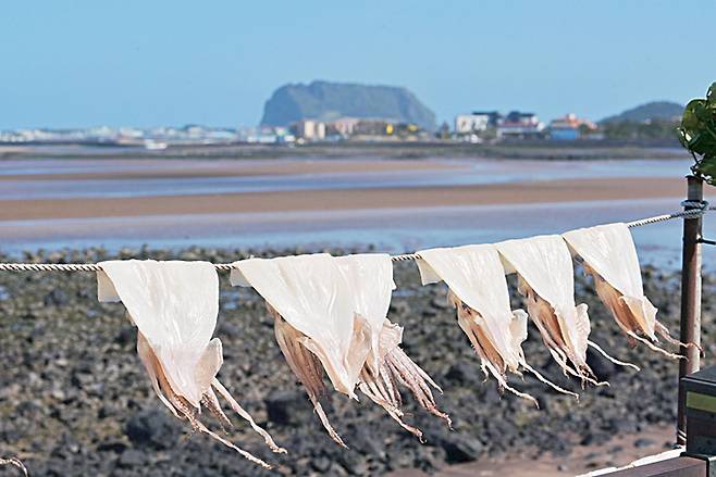 종달리 바다 너머로 성산 일출봉이 보이는 해안 길에 오징어를 말리고 있다.