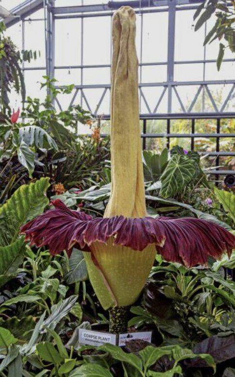 [서울=뉴시스] 최근 미국 마운트 홀리요크 대학 탈콧 온실에서 개화한 시체꽃의 모습. (사진출처: AP) 2026.04.22.
