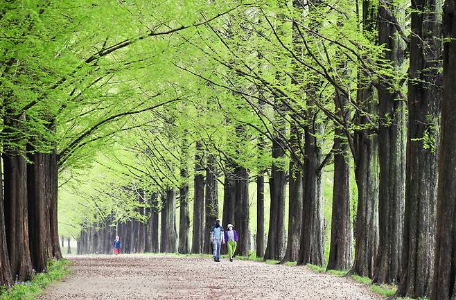 [담양=뉴시스] 담양 메타세쿼이아 가로수길. (사진 = 전남도 제공). 2026.04.23. photo@newsis.com *재판매 및 DB 금지