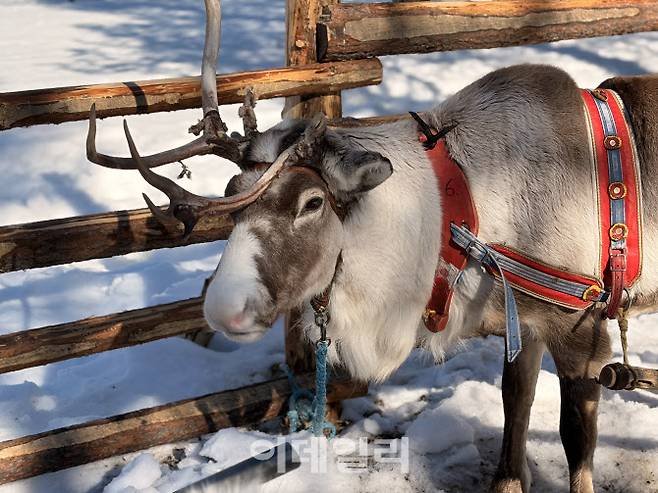 핀란드 라플란드 이나리 시 이발로 마을에서 만난 순록 (사진=이민하 기자)