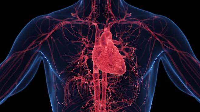 심장을 수축하는 물리적 힘이 암세포의 성장을 억제한다는 연구 결과가 나왔다｜출처: 클립아트코리아