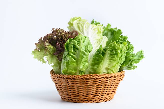 상추는 수분이 많아 다이어트를 돕고 고기 먹을 때 체내 독성을 줄인다. 사진=게티이미지뱅크