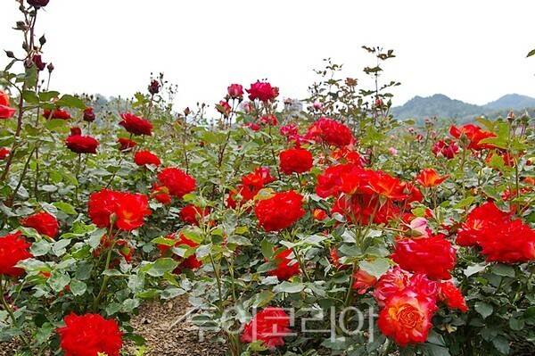삼척장미축제 ⓒ투어코리아