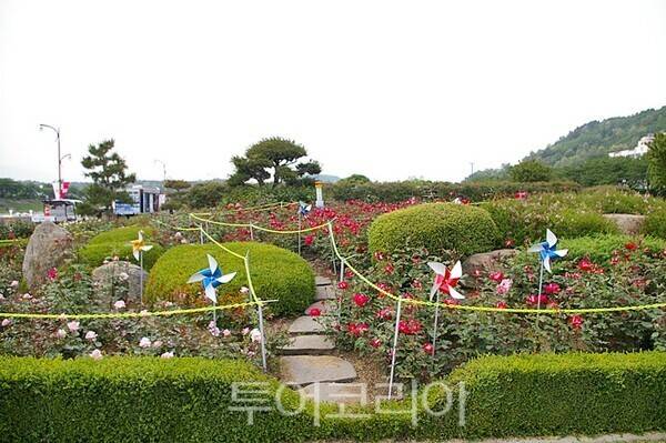 삼척장미축제 ⓒ투어코리아