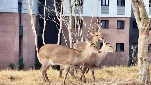 지난해 2월 전남 순천의 한 아파트단지에 출몰했던 사슴떼 모습. 뉴스1