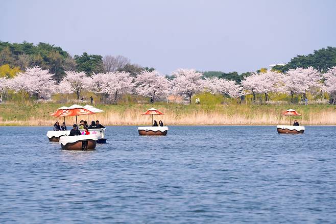 올해 4월 시범운영을 시작한 경포생태저류지 오죽헌 뱃놀이 사업